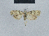  ( - BC ZSM Lep 48475)  @11 [ ] CreativeCommons - Attribution Non-Commercial Share-Alike (2012) Axel Hausmann/Bavarian State Collection of Zoology (ZSM) SNSB, Zoologische Staatssammlung Muenchen