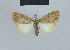  (Nola algeriae - BC ZSM Lep 48476)  @13 [ ] CreativeCommons - Attribution Non-Commercial Share-Alike (2012) Axel Hausmann/Bavarian State Collection of Zoology (ZSM) SNSB, Zoologische Staatssammlung Muenchen