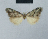  (Nola tabulalis - BC ZSM Lep 48477)  @12 [ ] CreativeCommons - Attribution Non-Commercial Share-Alike (2012) Axel Hausmann/Bavarian State Collection of Zoology (ZSM) SNSB, Zoologische Staatssammlung Muenchen