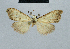  (Nola incognitaHH17 - BC ZSM Lep 48480)  @13 [ ] CreativeCommons - Attribution Non-Commercial Share-Alike (2012) Axel Hausmann/Bavarian State Collection of Zoology (ZSM) SNSB, Zoologische Staatssammlung Muenchen