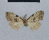  (Nola manakhana - BC ZSM Lep 48481)  @11 [ ] CreativeCommons - Attribution Non-Commercial Share-Alike (2012) Axel Hausmann/Bavarian State Collection of Zoology (ZSM) SNSB, Zoologische Staatssammlung Muenchen