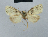  (Nola sudsudana - BC ZSM Lep 48482)  @12 [ ] CreativeCommons - Attribution Non-Commercial Share-Alike (2012) Axel Hausmann/Bavarian State Collection of Zoology (ZSM) SNSB, Zoologische Staatssammlung Muenchen