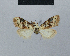  (Nola aarviki - BC ZSM Lep 48483)  @12 [ ] CreativeCommons - Attribution Non-Commercial Share-Alike (2012) Axel Hausmann/Bavarian State Collection of Zoology (ZSM) SNSB, Zoologische Staatssammlung Muenchen