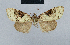 (Nola gondwana - BC ZSM Lep 48487)  @12 [ ] CreativeCommons - Attribution Non-Commercial Share-Alike (2012) Axel Hausmann/Bavarian State Collection of Zoology (ZSM) SNSB, Zoologische Staatssammlung Muenchen
