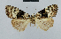  (Nola megistosoma - BC ZSM Lep 48488)  @11 [ ] CreativeCommons - Attribution Non-Commercial Share-Alike (2012) Axel Hausmann/Bavarian State Collection of Zoology (ZSM) SNSB, Zoologische Staatssammlung Muenchen