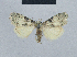  (Nola krieugeri - BC ZSM Lep 48489)  @12 [ ] CreativeCommons - Attribution Non-Commercial Share-Alike (2012) Axel Hausmann/Bavarian State Collection of Zoology (ZSM) SNSB, Zoologische Staatssammlung Muenchen