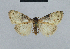  (Nola reubeni - BC ZSM Lep 48491)  @13 [ ] CreativeCommons - Attribution Non-Commercial Share-Alike (2012) Axel Hausmann/Bavarian State Collection of Zoology (ZSM) SNSB, Zoologische Staatssammlung Muenchen