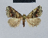  (Nola incerta - BC ZSM Lep 48492)  @12 [ ] CreativeCommons - Attribution Non-Commercial Share-Alike (2012) Axel Hausmann/Bavarian State Collection of Zoology (ZSM) SNSB, Zoologische Staatssammlung Muenchen