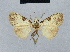  (Nola incognitaHH18 - BC ZSM Lep 48493)  @12 [ ] CreativeCommons - Attribution Non-Commercial Share-Alike (2012) Axel Hausmann/Bavarian State Collection of Zoology (ZSM) SNSB, Zoologische Staatssammlung Muenchen