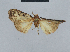  (Nola incognitaHH19 - BC ZSM Lep 48494)  @12 [ ] CreativeCommons - Attribution Non-Commercial Share-Alike (2012) Axel Hausmann/Bavarian State Collection of Zoology (ZSM) SNSB, Zoologische Staatssammlung Muenchen