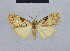  (Nola incognitaHH20 - BC ZSM Lep 48495)  @13 [ ] CreativeCommons - Attribution Non-Commercial Share-Alike (2012) Axel Hausmann/Bavarian State Collection of Zoology (ZSM) SNSB, Zoologische Staatssammlung Muenchen