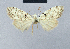  (Nola incognitaHH21 - BC ZSM Lep 48497)  @12 [ ] CreativeCommons - Attribution Non-Commercial Share-Alike (2012) Axel Hausmann/Bavarian State Collection of Zoology (ZSM) SNSB, Zoologische Staatssammlung Muenchen