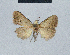  (Nola incognitaHH22 - BC ZSM Lep 48498)  @11 [ ] CreativeCommons - Attribution Non-Commercial Share-Alike (2012) Axel Hausmann/Bavarian State Collection of Zoology (ZSM) SNSB, Zoologische Staatssammlung Muenchen