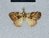  (Nola incognitaHH23 - BC ZSM Lep 48499)  @11 [ ] CreativeCommons - Attribution Non-Commercial Share-Alike (2012) Axel Hausmann/Bavarian State Collection of Zoology (ZSM) SNSB, Zoologische Staatssammlung Muenchen