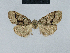  (Nola incognitaHH24 - BC ZSM Lep 48500)  @12 [ ] CreativeCommons - Attribution Non-Commercial Share-Alike (2012) Axel Hausmann/Bavarian State Collection of Zoology (ZSM) SNSB, Zoologische Staatssammlung Muenchen