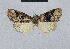  (Nola incognitaHH25 - BC ZSM Lep 48501)  @12 [ ] CreativeCommons - Attribution Non-Commercial Share-Alike (2012) Axel Hausmann/Bavarian State Collection of Zoology (ZSM) SNSB, Zoologische Staatssammlung Muenchen