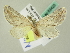  ( - BC ZSM Lep 63423)  @13 [ ] CreativeCommons - Attribution Non-Commercial Share-Alike (2012) Axel Hausmann/Bavarian State Collection of Zoology (ZSM) SNSB, Zoologische Staatssammlung Muenchen