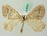  ( - BC ZSM Lep 63431)  @14 [ ] CreativeCommons - Attribution Non-Commercial Share-Alike (2012) Axel Hausmann/Bavarian State Collection of Zoology (ZSM) SNSB, Zoologische Staatssammlung Muenchen