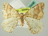  ( - BC ZSM Lep 63448)  @13 [ ] CreativeCommons - Attribution Non-Commercial Share-Alike (2012) Axel Hausmann/Bavarian State Collection of Zoology (ZSM) SNSB, Zoologische Staatssammlung Muenchen