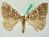  ( - BC ZSM Lep 63449)  @13 [ ] CreativeCommons - Attribution Non-Commercial Share-Alike (2012) Axel Hausmann/Bavarian State Collection of Zoology (ZSM) SNSB, Zoologische Staatssammlung Muenchen