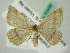  ( - BC ZSM Lep 63458)  @13 [ ] CreativeCommons - Attribution Non-Commercial Share-Alike (2012) Axel Hausmann/Bavarian State Collection of Zoology (ZSM) SNSB, Zoologische Staatssammlung Muenchen