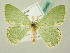  ( - BC ZSM Lep 63459)  @14 [ ] CreativeCommons - Attribution Non-Commercial Share-Alike (2012) Axel Hausmann/Bavarian State Collection of Zoology (ZSM) SNSB, Zoologische Staatssammlung Muenchen