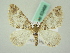  ( - BC ZSM Lep 63468)  @11 [ ] CreativeCommons - Attribution Non-Commercial Share-Alike (2012) Axel Hausmann/Bavarian State Collection of Zoology (ZSM) SNSB, Zoologische Staatssammlung Muenchen