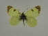  ( - BC ZSM Lep 63489)  @12 [ ] Copyright (2012) Axel Hausmann/Bavarian State Collection of Zoology (ZSM) SNSB, Zoologische Staatssammlung Muenchen