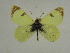  ( - BC ZSM Lep 63490)  @12 [ ] Copyright (2012) Axel Hausmann/Bavarian State Collection of Zoology (ZSM) SNSB, Zoologische Staatssammlung Muenchen
