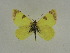  ( - BC ZSM Lep 63491)  @12 [ ] Copyright (2012) Axel Hausmann/Bavarian State Collection of Zoology (ZSM) SNSB, Zoologische Staatssammlung Muenchen