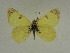  ( - BC ZSM Lep 63492)  @12 [ ] Copyright (2012) Axel Hausmann/Bavarian State Collection of Zoology (ZSM) SNSB, Zoologische Staatssammlung Muenchen