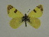  ( - BC ZSM Lep 63493)  @12 [ ] Copyright (2012) Axel Hausmann/Bavarian State Collection of Zoology (ZSM) SNSB, Zoologische Staatssammlung Muenchen