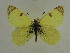  (Euchloe lessei - BC ZSM Lep 63494)  @13 [ ] Copyright (2012) Axel Hausmann/Bavarian State Collection of Zoology (ZSM) SNSB, Zoologische Staatssammlung Muenchen