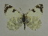  (Euchloe persica - BC ZSM Lep 63495)  @14 [ ] Copyright (2012) Axel Hausmann/Bavarian State Collection of Zoology (ZSM) SNSB, Zoologische Staatssammlung Muenchen