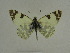  ( - BC ZSM Lep 63507)  @12 [ ] Copyright (2012) Axel Hausmann/Bavarian State Collection of Zoology (ZSM) SNSB, Zoologische Staatssammlung Muenchen