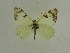  ( - BC ZSM Lep 63508)  @14 [ ] Copyright (2012) Axel Hausmann/Bavarian State Collection of Zoology (ZSM) SNSB, Zoologische Staatssammlung Muenchen