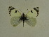  ( - BC ZSM Lep 63510)  @14 [ ] Copyright (2012) Axel Hausmann/Bavarian State Collection of Zoology (ZSM) SNSB, Zoologische Staatssammlung Muenchen