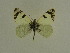  ( - BC ZSM Lep 63511)  @14 [ ] Copyright (2012) Axel Hausmann/Bavarian State Collection of Zoology (ZSM) SNSB, Zoologische Staatssammlung Muenchen