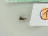  ( - BC ZSM Lep 63512)  @12 [ ] CreativeCommons - Attribution Non-Commercial Share-Alike (2012) Axel Hausmann/Bavarian State Collection of Zoology (ZSM) SNSB, Zoologische Staatssammlung Muenchen