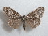  ( - BC ZSM Lep 63520)  @11 [ ] CreativeCommons - Attribution Non-Commercial Share-Alike (2012) Axel Hausmann/Bavarian State Collection of Zoology (ZSM) SNSB, Zoologische Staatssammlung Muenchen