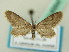  ( - BC ZSM Lep 63547)  @13 [ ] CreativeCommons - Attribution Non-Commercial Share-Alike (2012) Axel Hausmann/Bavarian State Collection of Zoology (ZSM) SNSB, Zoologische Staatssammlung Muenchen