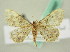  (Idaea AH01SAr - BC ZSM Lep 63557)  @11 [ ] CreativeCommons - Attribution Non-Commercial Share-Alike (2012) Axel Hausmann/Bavarian State Collection of Zoology (ZSM) SNSB, Zoologische Staatssammlung Muenchen