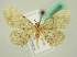  (Idaea AH02SAr - BC ZSM Lep 63558)  @14 [ ] CreativeCommons - Attribution Non-Commercial Share-Alike (2012) Axel Hausmann/Bavarian State Collection of Zoology (ZSM) SNSB, Zoologische Staatssammlung Muenchen