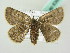  ( - BC ZSM Lep 63604)  @12 [ ] CreativeCommons - Attribution Non-Commercial Share-Alike (2012) Axel Hausmann/Bavarian State Collection of Zoology (ZSM) SNSB, Zoologische Staatssammlung Muenchen