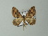  ( - BC ZSM Lep 63623)  @13 [ ] CreativeCommons - Attribution Non-Commercial Share-Alike (2012) Axel Hausmann/Bavarian State Collection of Zoology (ZSM) SNSB, Zoologische Staatssammlung Muenchen