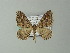  ( - BC ZSM Lep 63624)  @13 [ ] CreativeCommons - Attribution Non-Commercial Share-Alike (2012) Axel Hausmann/Bavarian State Collection of Zoology (ZSM) SNSB, Zoologische Staatssammlung Muenchen