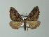  ( - BC ZSM Lep 63665)  @11 [ ] CreativeCommons - Attribution Non-Commercial Share-Alike (2012) Axel Hausmann/Bavarian State Collection of Zoology (ZSM) SNSB, Zoologische Staatssammlung Muenchen