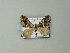  ( - BC ZSM Lep 63677)  @11 [ ] CreativeCommons - Attribution Non-Commercial Share-Alike (2012) Axel Hausmann/Bavarian State Collection of Zoology (ZSM) SNSB, Zoologische Staatssammlung Muenchen
