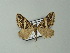  ( - BC ZSM Lep 63679)  @13 [ ] CreativeCommons - Attribution Non-Commercial Share-Alike (2012) Axel Hausmann/Bavarian State Collection of Zoology (ZSM) SNSB, Zoologische Staatssammlung Muenchen