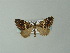  (Haplolabida HS02SA - BC ZSM Lep 63683)  @11 [ ] CreativeCommons - Attribution Non-Commercial Share-Alike (2012) Axel Hausmann/Bavarian State Collection of Zoology (ZSM) SNSB, Zoologische Staatssammlung Muenchen
